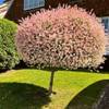 Harlekinweide von Blumen Senf