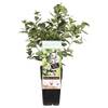 Heidelbeere Northland von Blumen Senf