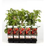 Blumen Senf Himbeerstrauch