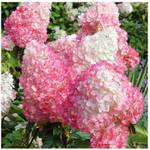 Blumen Senf  Hydrangea Paniculata Pink Lady