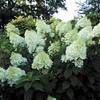 Hydrangea Paniculata von Blumen Senf