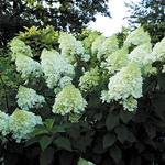 Blumen Senf Hydrangea Paniculata