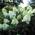 Hydrangea Paniculata von Blumen Senf