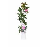 ‎Blumen Senf Kletterrose