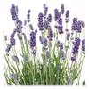 Lavendel Angustifolia von Blumen Senf