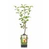 Malus domestica von Blumen Senf