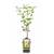 Blumen Senf Malus domestica