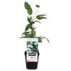 Mini-Kiwi von Blumen Senf