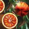 Orangenbaum Arcobal von Blumen Senf