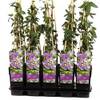 Passiflora Purple Haze von Blumen-Senf
