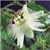 Passionsblume von Blumen-Senf