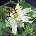 Blumen-Senf Passionsblume