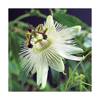 Passionsblume Constance Elli von Blumen-Senf
