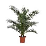 Blumen Senf Phoenix Canariensis