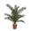 Phoenix Canariensis von Blumen Senf