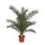 Blumen Senf Phoenix Canariensis