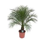Blumen Senf Zwerg Dattelpalme