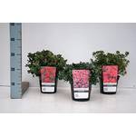 Blumen-Senf Rhododendron obtusum