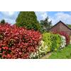 Rote Glanzmispel Red Robin von Blumen-Senf