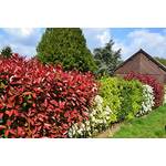 Blumen Senf Rote Glanzmispel Red Robin