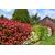 Blumen Senf Rote Glanzmispel Red Robin