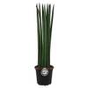 Bogenhanf Sansevieria cylindrica von Blumen-Senf