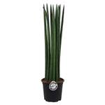 Blumen-Senf Bogenhanf Sansevieria cylindrica