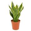 Sansevieria trifasciata Futura Superba von Blumen Senf