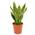 Sansevieria trifasciata Futura Superba von Blumen Senf