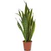 Sansevieria trifasciata Laurentii von Blumen Senf