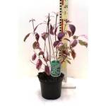 Blumen Senf Weißbunter Sibirischer Hartriegel