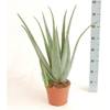 XXL Aloe-vera-Pflanze von Blumen Senf