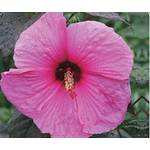 Blumen Senf XXL Riesenhibiskus