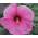 XXL Riesenhibiskus von Blumen Senf