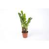 Zamioculcas Zamiifolia von Blumen Senf
