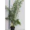 Zebra Bambus von Blumen Senf
