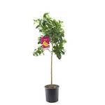 Blumen Senf Zitronenbaum