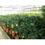 Blumen Senf Zitronenbaum