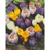 Blumenzwiebeln Crocus vernus von Blumenhandel Ullrich