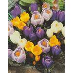 Blumenhandel Ullrich Blumenzwiebeln Crocus vernus