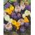 Blumenhandel Ullrich Blumenzwiebeln Crocus vernus