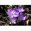 Botanische Krokusse Ruby Giant von Blumenhandel Ullrich