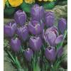 Krokusse Grand Maitre von Blumenhandel Ullrich