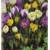 Blumenhandel Ullrich Krokuszwiebeln
