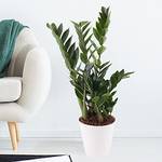 Blumenshop Glücksfeder 2096