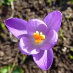 Berignmeier Samen und Saaten Elfenkrokus