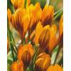 Botanische Krokusse von Blumenhandel Ullrich