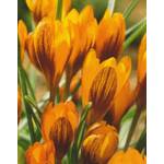 Botanische Krokusse Orange Monarch Blumenzwiebeln Crocus