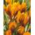 Botanische Krokusse Orange Monarch Blumenzwiebeln Crocus