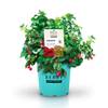 Dornenfreie Himbeere von BrazelBerry